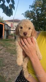 Lagotto romagnolo