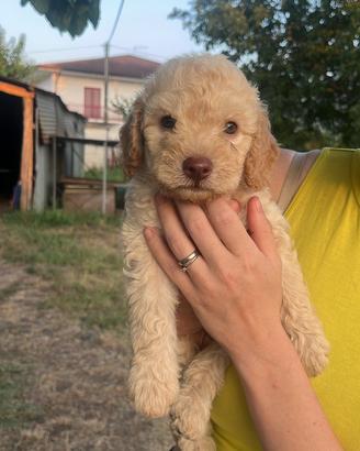 Lagotto romagnolo
