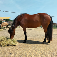 Cavalla incrocio bardigiana