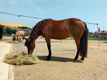 Cavalla incrocio bardigiana