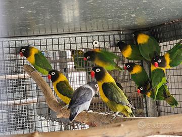 Inseparabili personata