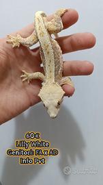 Geco ciliatus Maschi