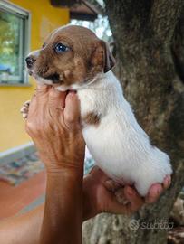Cuccioli jack russell