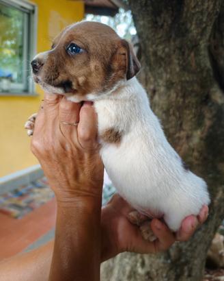 Cuccioli jack russell