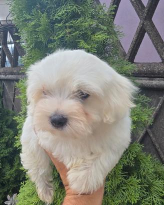 Cuccioli maltese