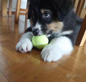 Australian shepherd pastore australiano