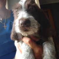 Spinone italiano con pedigree