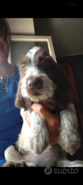 Spinone italiano con pedigree