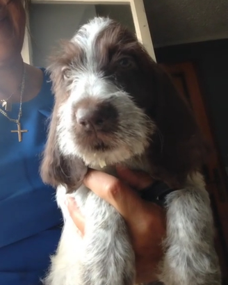 Spinone italiano con pedigree