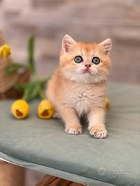 British Shorthair