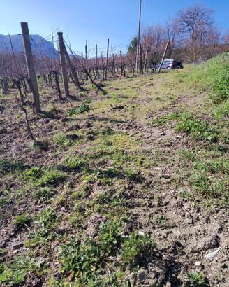 Vigneto (aglianico)