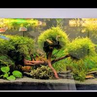 muschio acquario decorazioni 