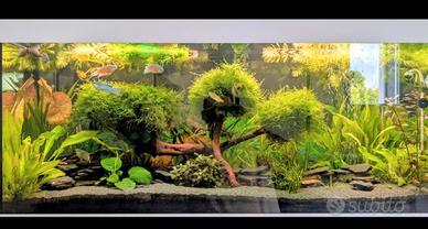 muschio acquario decorazioni 