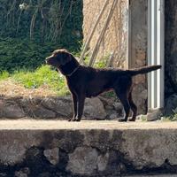 Labrador femmina
