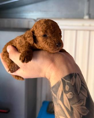 Cuccioli di barboncino Toy Red