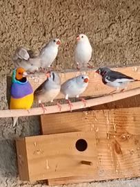Diamanti mandarino 