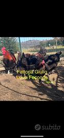 Marans Nero Ramato galline pulcini
