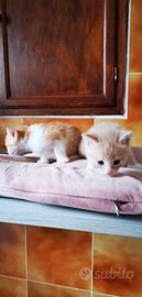 Gattini