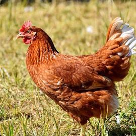 gallina