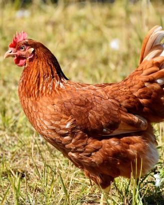 gallina