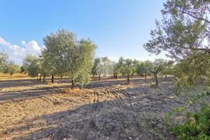 TER. AGRICOLO A LUCERA