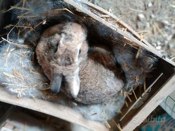 Coniglie con cuccioli