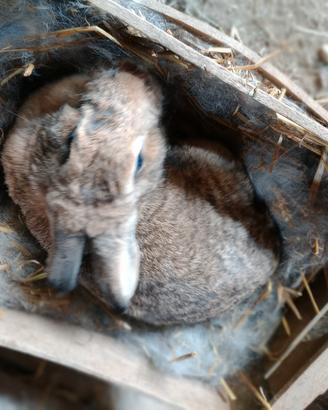 Coniglie con cuccioli