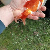 laghetto vasca giardino pesci