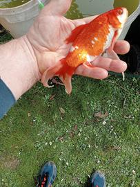 laghetto da giardino o vasca per pesci