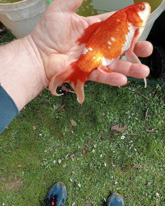 laghetto da giardino o vasca per pesci