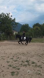 castrone frisone per murgese 