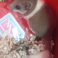 Mini ghiri striati bianchi