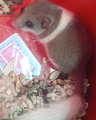 Mini ghiri striati bianchi