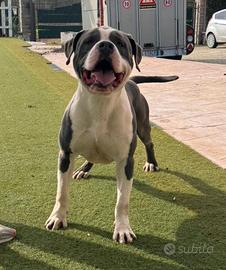 Amstaff Blue per accoppiamento (monta)