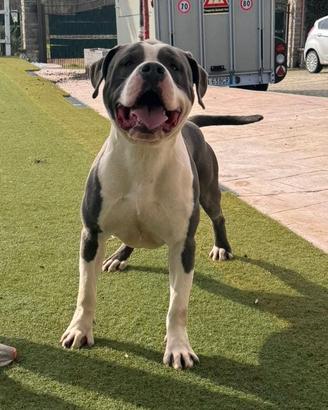 Amstaff Blue per accoppiamento (monta)