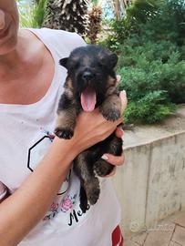 Cuccioli di pastore tedesco