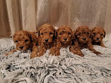 Barboncino red cuccioli
