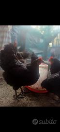 Galline e Galli