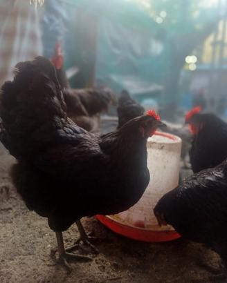 Galline e Galli