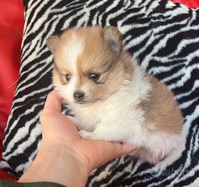 Sptiz di Pomerania femmina bicolore mini