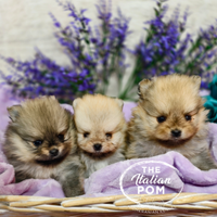 Spitz nano (pomerania) cuccioli pedigree Enci