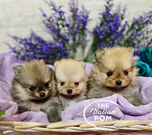 Spitz nano (pomerania) cuccioli pedigree Enci