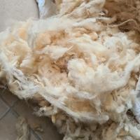 Pura Lana Grezza Di Pecora di Qualità