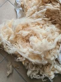Pura Lana Grezza Di Pecora di Qualità