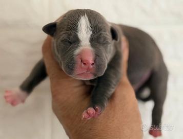 American pitbull terrier