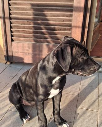 Cucciola di American Pitbull