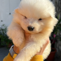 Cuccioli di samoiedo