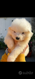 Cuccioli di samoiedo