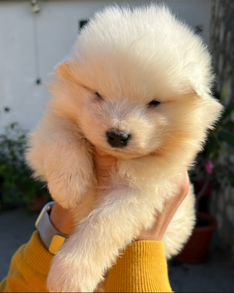 Cuccioli di samoiedo