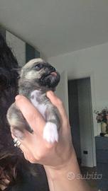 Teneri cuccioli di chihuahua